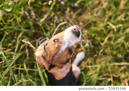 Beagle puppy, with funny wrapped ears, looks up Beagle puppy, with funny wrapped ears, looks up 53935146