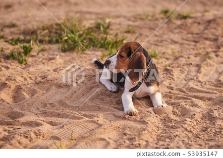 Beagle puppy lying on the sand and looking away Beagle puppy lying on the sand and looking away 53935147
