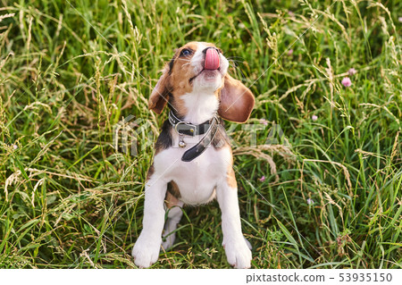 Beagle puppy licks his nose, sitting on the grass 53935150