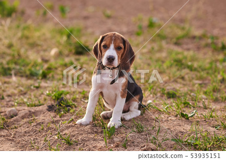 Beagle puppy sits on the ground Beagle puppy sits on the ground 53935151