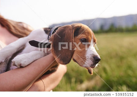 Beagle puppy on his hands Beagle puppy on his hands 53935152