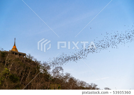 Amazing in Thailand, bats are flying a long way 53935360