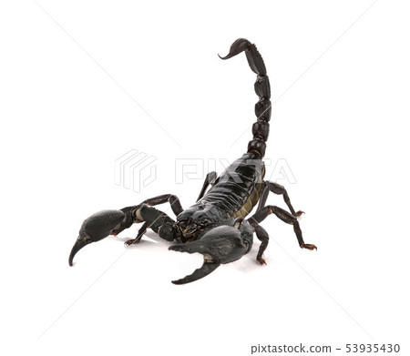 scorpion on white background scorpion on white background 53935430