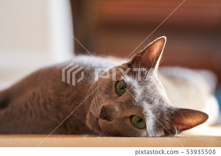 俄羅斯藍 53935508