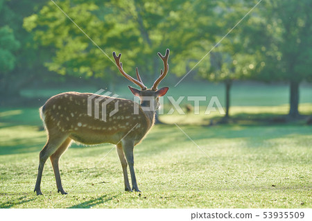 奈良公園 53935509