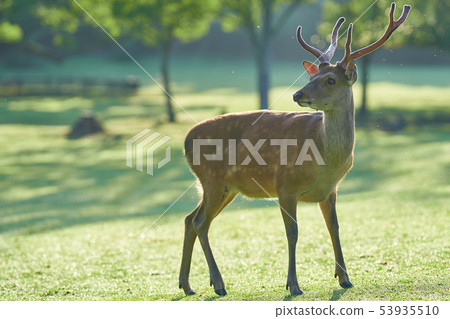 奈良公園 53935510