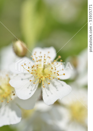 野薔薇 53935771