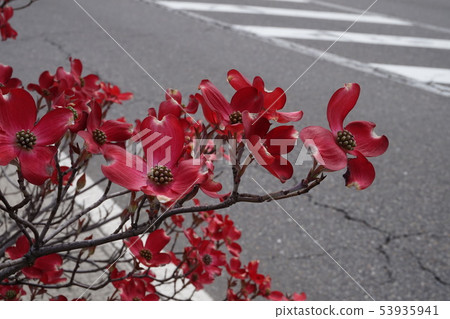 Dogwood Dogwood 53935941