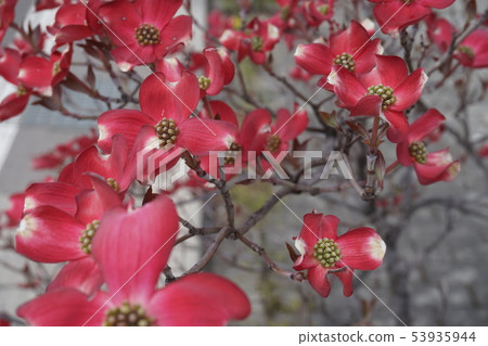 Dogwood Dogwood 53935944