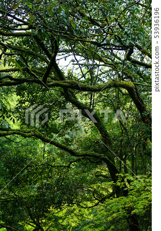 Tian'an Kawahara Miyazaki Prefecture Tian'an Kawahara Miyazaki Prefecture 53936196