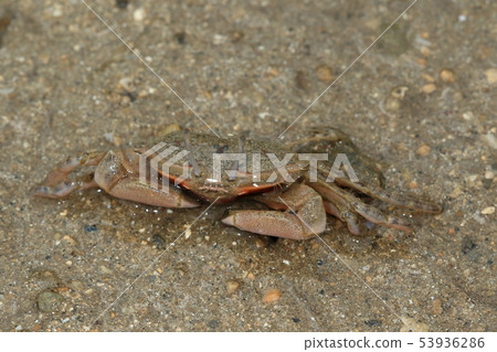 Creatures Crustacea The sea shore of Ishigakijima at the time of ebb tide. Depending on the place, it's all right ... Creatures Crustacea The sea shore of Ishigakijima at the time of ebb tide. Depending on the place, it's all right ... 53936286