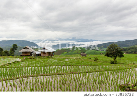 Green Terraced Rice Field in Pa Pong Pieng 53936728