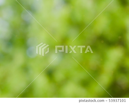 Abstract forest bokeh background, stray focus Abstract forest bokeh background, stray focus 53937101