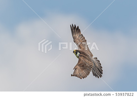 Falcon's back 53937822