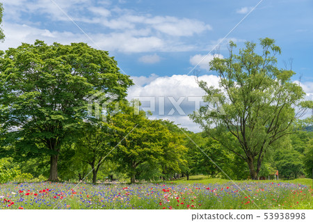 Poppy Flower Garden Miyagi Kawasaki 53938998