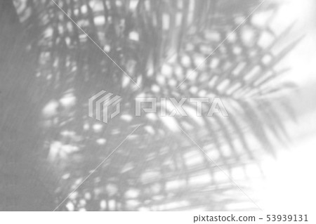 tropical palm leaf shadow on white wall background tropical palm leaf shadow on white wall background 53939131