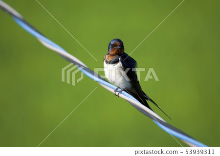 Swallow Swallow 53939311