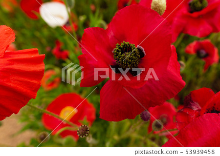 Poppy Poppy 53939458