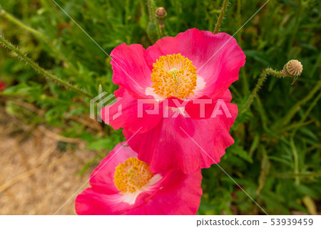 Poppy Poppy 53939459