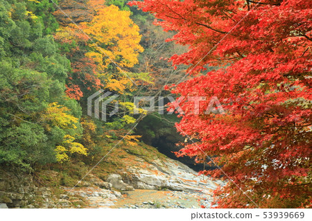 Iya River in autumn Iya River in autumn 53939669