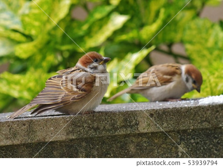 麻雀小雞 麻雀小雞 53939794