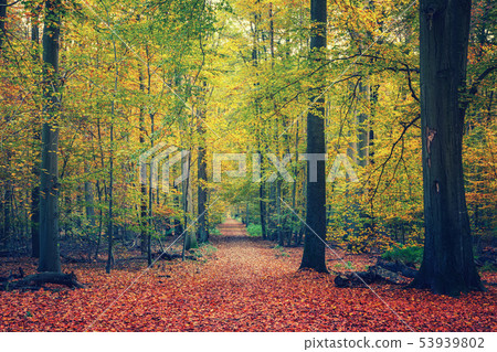 Pathway in autumn forest 53939802