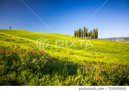 Tuscany at spring Tuscany at spring 53939848