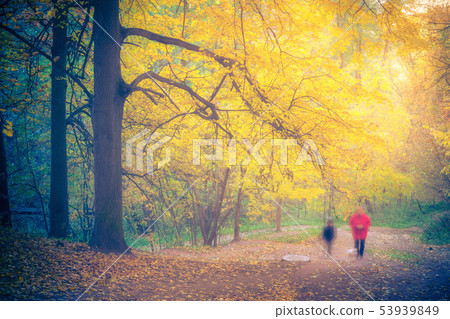Foggy autumn forest Foggy autumn forest 53939849