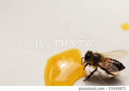 蜂蜜和蜂特寫鏡頭物質背景 53939971