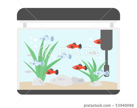 10,000+ Small Fish Tank Stock Photos, Pictures & Royalty-Free Images -  iStock