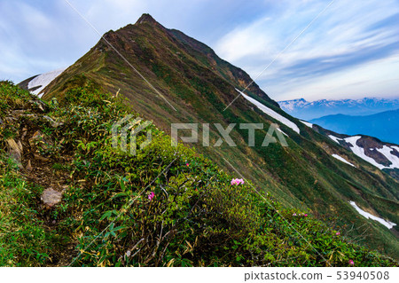 盛開在Tanigawa Takeshi山脊線的花 盛開在Tanigawa Takeshi山脊線的花 53940508