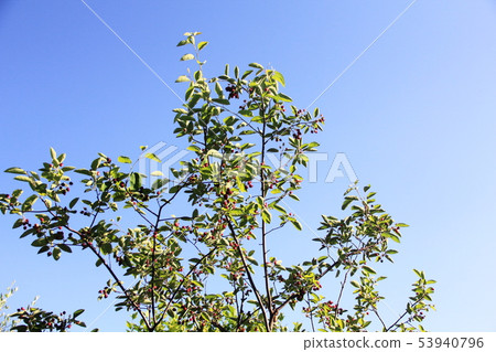 Juneberry at harvest time Juneberry at harvest time 53940796