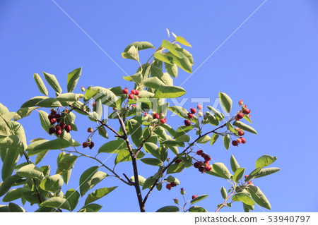 Juneberry在收割期 Juneberry在收割期 53940797