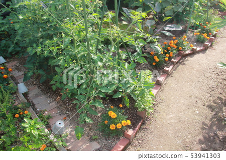 園中菜園〉 53941303