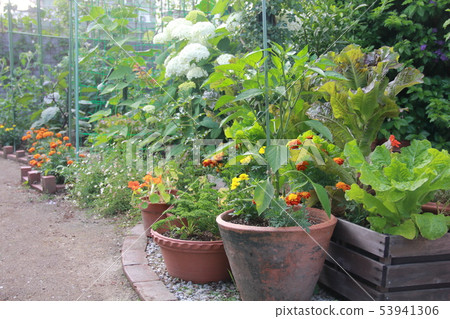 Kitchen garden in the garden Kitchen garden in the garden 53941306