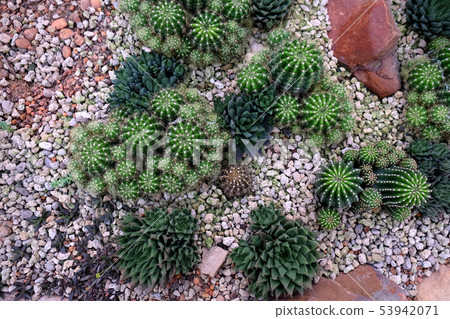 Cactus landscape. Cactus field. Garden of flower. Cactus landscape. Cactus field. Garden of flower. 53942071