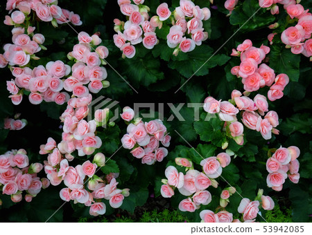 Begonia planted with colorful flowers Begonia planted with colorful flowers 53942085