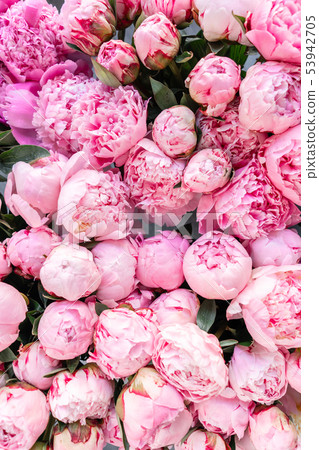 Floral carpet or Wallpaper. Background of pink peonies. Morning light in the room. Beautiful peony 53942705