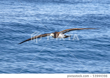 Brown booby Gannet in french polynesia pacific Brown booby Gannet in french polynesia pacific 53944398