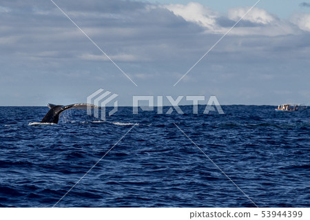 Humpback whale slapping tail in Moorea French Humpback whale slapping tail in Moorea French 53944399