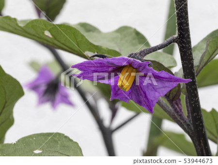 Normal flower 53944673