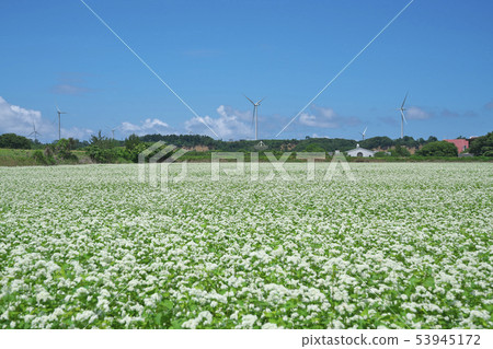 Summer buckwheat field Summer buckwheat field 53945172