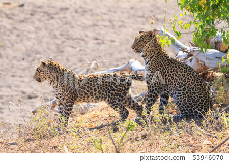 A leopard A leopard 53946070