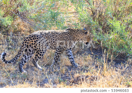 A leopard A leopard 53946083