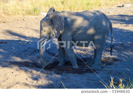 非洲大象 53946630