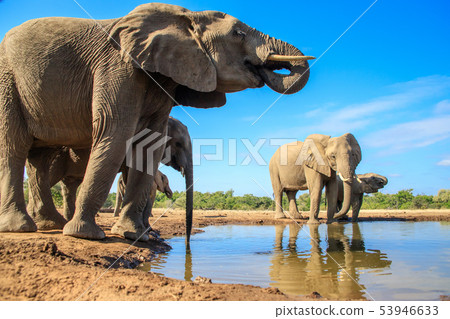 African elephant African elephant 53946633