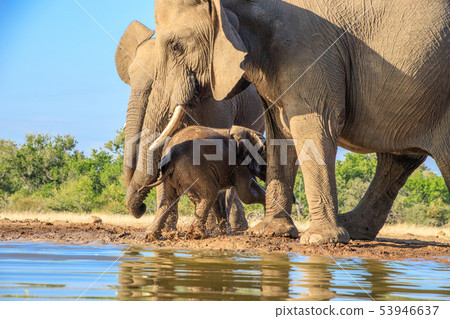 非洲大象 53946637
