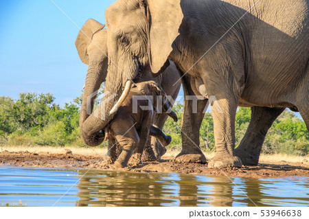 非洲大象 53946638