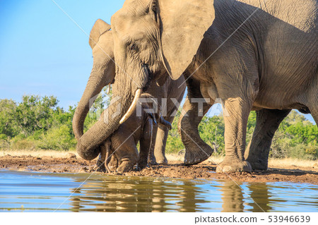 African elephant African elephant 53946639