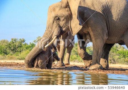 非洲大象 53946640